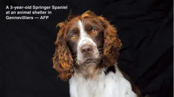  ??  ?? A 3-year-old Springer Spaniel at an animal shelter in Gennevilli­ers — AFP