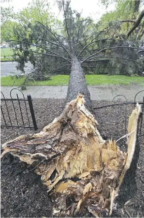  ??  ?? This tree along 84 Avenue and 106 Street was brought down by wind gusts reaching as high as 90 km/h. The tree crushed a car.