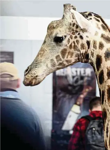  ?? Fotos: dpa ?? Wer auf einer Jagdreise eine Giraffe erledigen will, ist schon ab 1.500 Euro dabei.