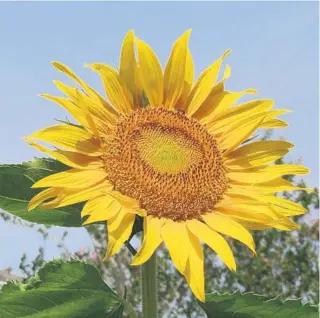  ?? TOM MACCUBBIN ?? As the name implies, sunflowers need sun.