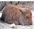  ?? FOTO: WERNER SCHEURER ?? Der kleine Bison-Bulle ist eineinhalb Wochen alt.