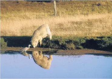  ?? PHOTO: HILARY SCOTT ?? Wading past . . . Hilary Scott captured this shot of a sheep and a heron (can anyone tell me what type?) sharing each other’s company over a drink near Omakau, just off the Otago Central Rail Trail.