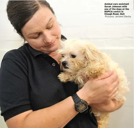  ??  ?? Animal care assistant Sarah Johnson with one of the dogs at the RSPCA centre in Clough Road, Hull Pictures: Jerome Ellerby