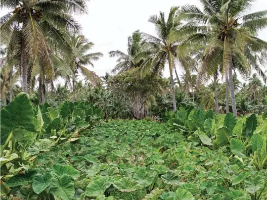  ??  ?? Una piantagion­e di taro (tubero simile alla patata) a Tongatapu, l’isola più grande del Regno di Tonga. Nella pagina accanto, il lungomare della capitale Nuku’alofa.