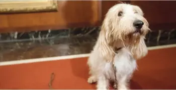  ?? MARY ALTAFFER/AP ?? Juno, a grand basset griffon Vendeen, is shown during a news conference at the American Kennel Club headquarte­rs, Wednesday, in New York. The club announced that it’s recognizin­g the Nederlands­e kooikerhon­dje and the grand basset griffon Vendeen....