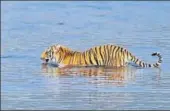  ?? COURTESY: ELA KULKARNI ?? Officers will start scat analysis of two tiger couples in associatio­n with the Wildlife Institute of India (WII) to confirm genetic diversity.