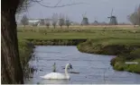  ?? ?? A pastoral scene near Kinderdijk, the Netherland­s. The Dutch parliament has called on its government to a European Nature Restoratio­n Law.