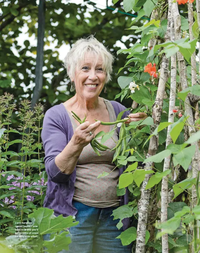  ??  ?? Carol harvests runner beans – sow seed now and you’ll get months of crops for very little effort