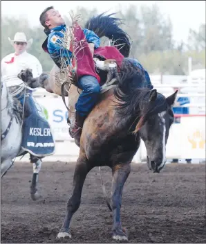  ?? NEWS PHOTO RYAN MCCRACKEN ?? Caleb Bennett, of Tremonton, Utah, holds on to Oak Ridge during the bareback riding event at Friday's Medicine Hat Exhibition and Stampede rodeo.