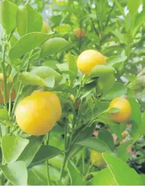  ??  ?? Citrus trees abundant with fruit are significan­t in the Year of the Dog because they symbolize gold.