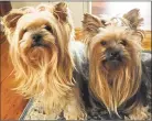  ?? Cassandra Day / Hearst Connecticu­t Media ?? Lizzie, right, one of Portland couple William and Ann Barrows’ Yorkies, died Nov. 15 after a Rottweiler/Labrador mix got away from his owner, grabbed her and shook her on Main Street. At left is Lola.