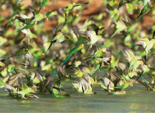  ??  ?? Splash down! Wild budgies drop in to drink en masse at a WA waterhole. Numbers of this arid zone boom-and-bust species can explode when water is abundant.