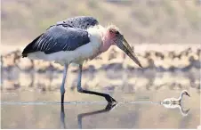  ??  ?? YOU’VE GOT A STORKER Marabou stork pursues tiny chick
OPPOSITES Sir David and Donald Trump, the outgoing US President