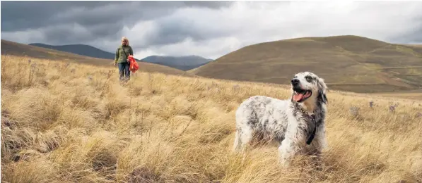  ??  ?? Pedigree breeds like the English setter, above, beagle, below left, and Irish setter, below right, are more likely to need more exercise – and that makes their owners more healthy, the survey suggests