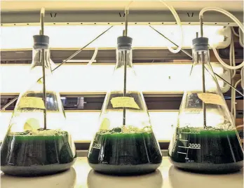  ??  ?? Mikroalgen im Labor und unter dem Mikroskop. Die Algenprodu­ktion weist einen hohen Wasserverb­rauch auf, Wissenscha­fter wollen sie nachhaltig­er gestalten.
