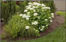  ?? CHRIS BROWN — PROVIDED BY PROVEN WINNERS ?? Limelight hydrangea is a great choice for hedges and containers, and is available in tree form as well.