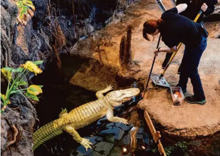  ?? Phosot by Jessica Christian/The Chronicle ?? Biologist Jessica Witherly uses a safety shield as biologist Emma Kocina feeds Claude the albino alligator at the California Academy of Sciences in San Francisco on Feb. 15.