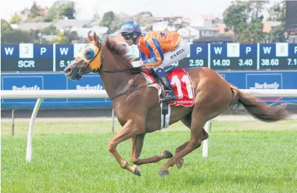  ?? Picture / Trish Dunell ?? Avondale Guineas-winner Gingernuts is a good chance at the NZ Derby.
