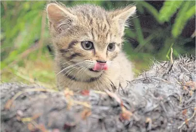  ??  ?? STROKE OF LUCK: A Scottish wildcat kitten is part of a project to protect and promote the species