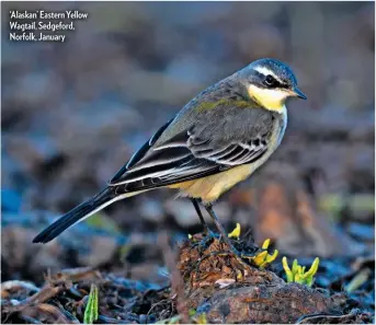  ??  ?? ‘Alaskan’ Eastern Yellow Wagtail, Sedgeford, Norfolk, January