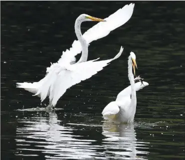  ??  ?? This photo of egrets in the shallows of SWEPCO Lake along the Eagle Watch Trail was a favorite of Terry Stanfill. He took this photo in July 2018.