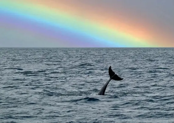  ??  ?? ABOVE & BELOW Who knows what great marine creatures you will spot on a Seafari trip on the Border Rose with Berwick Boat Trips? The company runs sea and river trips from its Berwick-upon-Tweed base