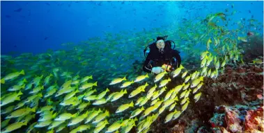  ??  ?? TOP RIGHT
A school of powder blue tangs
BOTTOM RIGHT A diver amongst yellow snapper