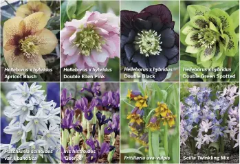  ??  ?? Helleborus x hybridus Apricot Blush Puschkinia scilloides var. libanotica Helleborus x hybridus Double Ellen Pink Iris histroides ‘George’ Helleborus x hybridus Double Black Fritillari­a uva-vulpis Helleborus x hybridus Double Green Spotted Scilla Twinkling Mix