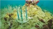  ?? CHRIS GUG/WINCUP ?? A “Coral Fort” made of biodegrada­ble drinking straws that researcher­s are using to prevent laboratory-grown coral from becoming really expensive fish food is seen off the coast of Fort Lauderdale.