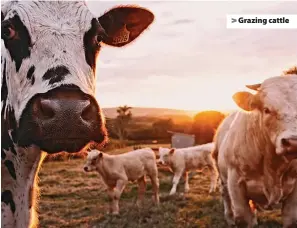  ?? ?? > Grazing cattle