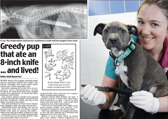  ??  ?? X-ray: The Staffordsh­ire bull terrier swallowed a knife half the length of her body ‘If you think that’s cool, wait until you see his knife-swallowing trick’ Lucky pup: Macie with Emily Ronald, the vet who saved her by removing the knife