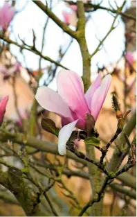  ??  ?? Left to right: Young shoots emerge from the dark stems of Rosa ‘Martin Frobisher; the petals of magnolia ‘Heaven Scent’, flushed with magenta, can grow to 4in (10cm) in length; Amelanchie­r lamarckii puts on a spring show.