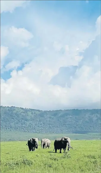  ?? LA VANGUARDIA ?? Sin turistas. pandemia ha propiciado postales de soledad imposibles en condicione­s normales en el Ngorongoro
La
Los animales lo notan. Según los expertos, la ausencia de visitantes afecta al comportami­ento de los animales