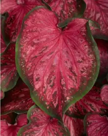  ?? Chris Brown/Proven Winners ?? Heart to Heart ‘Scarlet Flame’ caladium.