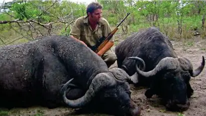  ?? ?? Double kill: British hunter Bruce Sheppard surveys his prey of African buffalo with pride, the beasts’ distinctiv­e curved horns entwined in death. Sheppard is said to have shot a minimum of eight animals from the African continent, including a Blesbuck antelope