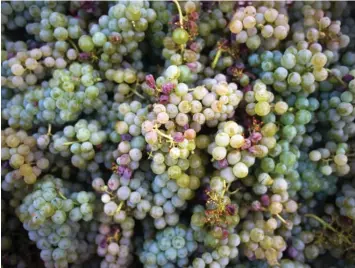  ?? ?? Sauvignon blanc grapes during the harvest at a vineyard near Saint Quentin La Poterie, France, owned by Ad Vium. He lost several hectares of vines to wildfires last year