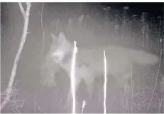  ?? FOTO: JOS DE BRUIN ?? Ein Bild von Jos de Bruin: Ein Wolf ist in eine seiner Fotofallen im Wolfsgebie­t Schermbeck getappt.