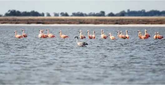  ??  ?? El avistaje de flamencos, una de las actividade­s que se pueden llevar a cabo a orillas del lago Epecuén.