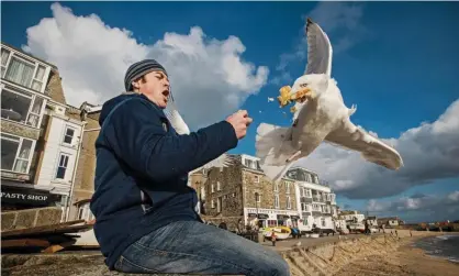  ??  ?? Herring gull (Larus argentatus) snatching food from man’s hand in St Ives, Cornwall. Photograph: Nature Picture Library/Alamy