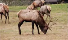  ?? Melissa Tkach/Post-Gazette ?? October is prime time for elk viewing in Benezette, Elk County. Elk ecotourism generates revenue for the region.