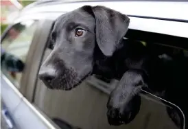  ?? Bild: Jon Eeg ?? Hundar ska aldrig lämnas i bilen under varma sommardaga­r.