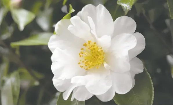  ?? GETTY IMAGES ?? Helen Chesnut says that there are several possible causes for a lack of bloom on camellias.