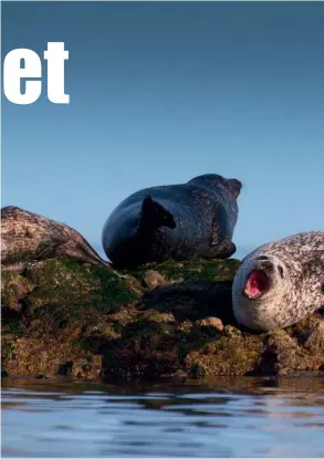  ??  ?? Left: Andy Ottaway Above: Common seals