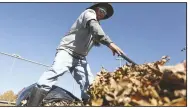  ?? (NWA Democrat-Gazette/Charlie Kaijo) ?? Francisco Cortex rakes leaves Monday at the Randall Tyson Recreation­al Complex in Springdale. The City Council on Monday directed city staff to research the possibilit­y of bonus pay for city employees. Check out nwaonline.com/211116Dail­y/ for today’s photo gallery.