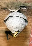  ??  ?? Taking shape, a bulbous nest hanging in a shed as the queen works away.