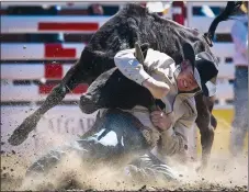  ?? CP PHOTO JEFF MCINTOSH ?? Curtis Cassidy, of Donalda, Alta., wrestles a steer during rodeo action at the 2016 Calgary Stampede last July. It’s going to be a scorcher of a Stampede. Temperatur­es are expected to soar above 30 C on Friday, when Calgary kicks off its annual 10-day...