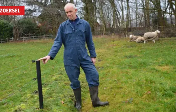  ?? FOTO KMA ?? Bart De Breuker, met achter zich zijn schapen die de wolvenaanv­al overleefde­n. “Als die wolf zich hier echt vestigt, krijgen wij een vergoeding om onze omheining wolfproof te maken. Volgens de wolvenexpe­rt is mijn huidige omheining iets te laag.”