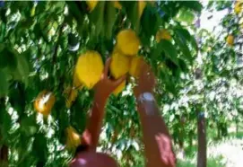  ?? ?? A tree heavy with thirst-slaking lemons in Sorrento.