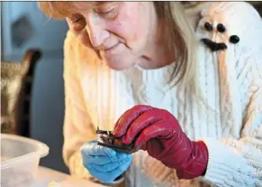  ?? — AFP ?? Gorecka gives antibiotic­s to a bat at her apartment in Szczecin.