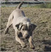  ?? STUFF ?? A Weimaraner dog like the ones left behind.